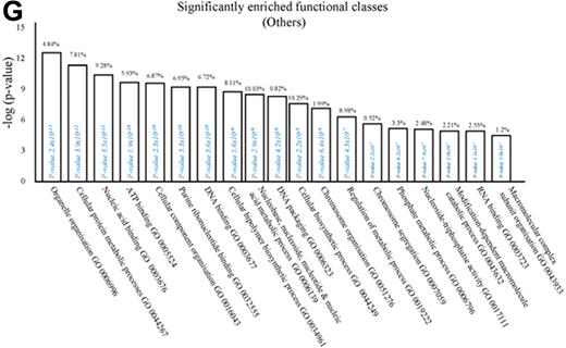 Figure 1. Phenotype of rM compared with pro-inflammatory macrophages. (A) Gene expression of rM is compared with pro-inflammatory macrophages using cells from 6 animals showing a stark contrast in macrophage phenotypes. (B) A sample of the top up- and down-regulated genes in rM cells versus pro-inflammatory macrophages based on FDR of 0.05 and fold expression difference of 1.5. The software package Expander Version 5.1 detected significantly enriched functional gene sets in rM versus pro-inflammatory macrophages, including those for (C) proliferation with key genes enriched for cell cycling shown in panel D and a list of the genes shown in panel E (see Figure 1 continued). The software package Expander Version 5.1 detected significantly enriched functional gene sets in rM versus pro-inflammatory macrophages, including key genes enriched for cell cycling shown in panel D and a list of the genes shown in panel E. In addition to proliferation, other pathways were enriched in rM compared with pro-inflammatory macrophages: (F) immune function. In addition to proliferation, other pathways were enriched in rM compared with pro-inflammatory macrophages: (G) a range of other significantly enriched functional classes.
