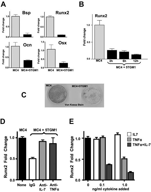 Figure 2. Effects of 5TGM1-GFP-TK MM cells on MC-4 cell expression of OB markers, transcription factors, and mineralization. MC-4 cells were cocultured with either empty transwells or transwells containing 5TGM1-GFP-TK (5TGM1) cells for either (A) 12 hours or (B) 3, 6, and 12 hours before removing the transwells and isolating RNA from the MC-4 cells for quantitative PCR analysis of Bsp, Ocn, Runx2, and Osx expression, as indicated, relative to expression in the absence of 5TGM1-GFP-TK. (C) The MC-4 cells (2 × 105/60 mm dish) were cultured in α-MEM plus ascorbic acid for 12 days (the media was changed every 2 days), and 5TGM1 cells (2 × 106) were added at 5 days to half the wells. The 5TGM1 cells were removed before the MC-4 cells were stained with von Kossa for mineralization and were photographed using a light box with no magnification. (D) MC-4 cells (1 × 105/well 24-well plate) were pretreated with either 0.01 μg of IgG or neutralizing antibodies to IL-7 and TNF-α for 2 hours and then cocultured with 5TGM1 cells in a transwell for 4 hours, followed by RNA isolation from the MC-4 cells and quantitative PCR analysis of Runx2 expression relative to MC-4 cells cultured with an empty transwell. Higher doses of the antibodies did not have additional effects (data not shown). (E) MC-4 cells were treated with the indicated concentrations of IL-7 and TNF-α (when both added, amount indicated is for each) for 6 hours, and Runx2 expression was analyzed by quantitative PCR.