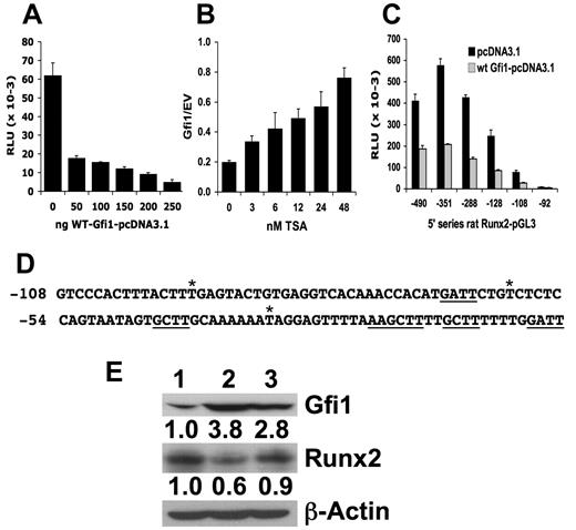 Figure 3. Gfi1, a transcriptional repressor, can repress the Runx2 promoter. (A) Various amounts of expression plasmid encoding wild-type mouse Gfi1 (WT mGfi1) were cotransfected (0-250 ng), balanced by empty pcDNA3.1 vector (EV; to a total of 250 ng) along with the −992/+111 mRunx2 promoter-pGL2 (250 ng) and pRL-TK Renilla (10 ng) into MC-4 cells using Lipofectamine. The relative luciferase units (RLU) of 3 independent transfections were determined, averaged, and plotted with the SD. We did not use the Renilla activity as a reference because it was sensitive to Gfi1. (B) Various amounts of TSA (as indicated) were added to MC-4 cells transfected with 250 ng p976 mRunx2 promoter-pGL2 and 250 ng of either WT mGfi1 or empty vector as in panel A. The ratios (Gfi1/EV) of the RLU expressed at each amount of added TSA were averaged from 3 independent transfections (each set containing independent duplicates) and the SD calculated. (C) Similarly, either WT mGfi1 or empty vector was cotransfected with a set of rat Runx2 5′-deletion series in pGL3 as indicated (3′ end of all is +1). Three independent transfections were averaged and the SD calculated. (D) The −108 to −1 mouse/rat Runx2-P1 promoter sequence is shown with putative Gfi1 cores underlined (the longer one contains 2 overlapped cores in opposite directions, thereby forming a palindrome) and asterisks above denoting the 3 base differences with the human. (E) Western blot of protein extracts from MC-4 cells stably transduced with puromycin-selectable retrovirus containing cDNA for (lane 1) empty, (lane 2) WT mGfi-1, and (lane 3) mGfi-1N382S were analyzed for Gfi-1 and Runx2 expression as well as β-actin. The ratio of Gfi-1 or Runx2 relative to β-actin calculated for each sample and compared with the ratio exhibited by cells transduced with the empty retrovirus and denoted below each blot.