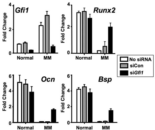 Figure 6. Knockdown of Gfi1 in BMSCs from an MM patient rescues Runx2, Ocn, and Bsp expression. The BM aspirates from MM patients and normals were as described in Figure 4E. BMSCs from an MM patient and a normal were transfected with either siGfi1 or siControl (untransfected samples were also analyzed). RNAs were collected after transfection (day 0) and after 5 days in OB differentiation media (day 5) and analyzed by quantitative PCR for Gfi1, Runx2, Ocn, and Bsp expression levels. All samples were analyzed relative to the RNA level in the day 0 sample from the normal, and the day 5 data are presented. A 70% knockdown of Gfi1 was detected in BMSCs from both the MM patient and the normal. The Runx2, Ocn, and Bsp expression in the siGfi1 treated BMSCs from the MM patient was significantly increased relative to the siControl-treated BMSCs (P < .05). These data are representative of 2 MM patients analyzed.