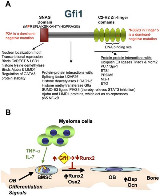 Figure 7. Gfi1 schematic and role in MM-induced block to OB differentiation. (A) Gfi1 is a multifunctional protein that interacts with many other proteins as indicated.49 Nuclear localization signal domains lie within the N-terminal SNAG domain and within the region encoding the 6 C-terminal C2-H2 zinc finger domains.35 Zinc fingers 3, 4, and 5 are required for sequence-specific DNA binding.48 The SNAG domain is required for transcriptional repression by Gfi1 via binding corepressors CoREST and histone lysine demethylase LSD1 (H3K4 demethylation).18 It also binds and stabilizes GATA3, independently of the repressor binding amino acids.43 The intermediate domain between the SNAG and Zn-finger domains is also involved in protein-protein interactions, such as binding the corepressors histone lysine methyltransferases G9a (H3K9 and H3K27 dimethylation/trimethylation),16 histone deacetylases HDAC1-3 (H3K9 deacetylation),16,17 and Ajuba LIM domain protein.50 This region also binds SUMO-E3 ligase PIAS3 (thereby enhancing STAT3 activation),45 the splicing factor U2AF26,46 and the p65 subunit of NF-κB (thereby inhibiting p65-p50 DNA binding).44 The Zn-finger domains also are involved in protein-protein interactions, such as binding to the transcription factors Spi-1/PU.1,38 ETS1,39 PDRM5,40 and Miz-1,41 and the corepressor ETO.17 The DNA-binding domain also interacts with the ubiquitin E3 ligases Triad142 and Mdm2.43 Direct gene repression by Gfi1 requires both binding to the target gene and interaction with corepressor proteins. Mutations in Gfi1 that either block SNAG binding to corepressors (P2A)35 or Zn-finger DNA-binding (N382S)31 both can act as dominant-negatives and relieve Gfi1 target gene repression. (B) Model for Runx2 repression in BMSCs by MM cells. The MM cells secrete TNF-α and other factors (eg, IL-7) that interact with cognate receptors on the BMSCs to increase the expression of Gfi1 and induce its translocation from the cytoplasm to the nucleus. Gfi1 tethered in the cytoplasm could down-regulate Runx2 by mechanisms involving modulation of other transcription factors. Eventual induction of Gfi1 translocation into the nucleus allows direct recruitment of corepressors to target genes, such as Runx2.