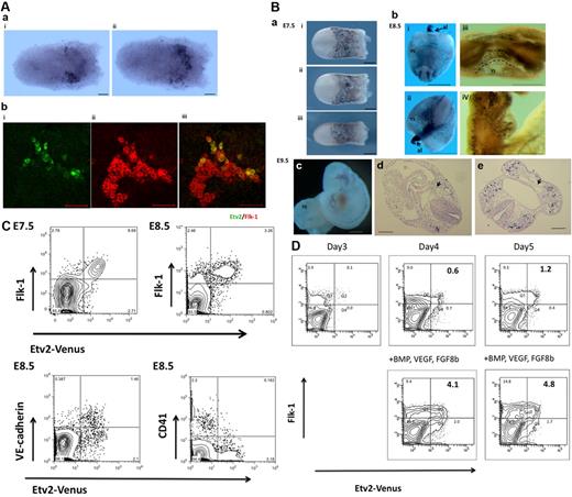 Figure 1. Etv2 expression in developing mouse embryos. (Aa) Etv2 is first detected in the posterolateral mesoderm around E7.0; panel i is the anterior and panel ii the posterior view. Scale bar indicates 50 μm. (b) Double immunostaining with anti-Flk-1 antibody revealed that Etv2 is expressed in a subset of Flk-1+ cells at this stage. Magnified view of the posterolateral mesoderm where Flk-1+ cells exists: Etv2-Green (i), Flk-1-Red (ii), and merged (iii). Scale bar indicates 50 μm. (Ba) Etv2 is expressed at E7.5 in the extra-embryonic mesoderm. Etv2 is almost colocalized with Flk-1 at this stage: (i) anterior view, (ii) posterior view, and (iii) lateral view. Scale bar indicates 200 μm. (b) At E8.5 expression was detected along the dorsal aorta, endocardium and allantois (al). Expression in the extra-embryonic yolk sac (YS) region was rapidly down-regulated. Scale bar indicates 500 μm. (c) Expression of Etv2 at E9.5. (d) Expression was detected along the vasculature. (e) Etv2 was barely detected in matured ECs incorporated into the vasculature (arrows). Scale bars in panels b and c indicate 500 μm; scale bars in panels d and e indicate 200 μm. (C) Flow cytometric analysis of Etv2 expression in developing embryos. (a) Flow cytometry of E7.5 and 8.5 Etv2-Venus+/− embryos. At E7.5, 76% of Flk-1+ cells were Etv2+. (b) At E8.5, Etv-2 expression was still restricted in the Flk-1+ population, with 56% of the Flk-1+ cells being Etv2-Venus+. (c) At E8.5, 79% of the VE-cadherin+ cells retained the Etv2 expression. Approximately 92% of the CD41+ HPCs were Etv2-Venus−, indicating the rapid down-regulation of Etv2 on HPC differentiation. (D) Etv2 expression in differentiating ESCs. Etv2-Venus ESCs were differentiated on OP9 cells. Mesoderm-inducing factors BMP4, FGF8b, and VEGF were added on day 3 of differentiation. On day 3, when Flk-1+ cells started to be seen, only 0.1% were Flk-1+/Etv2-Venus+ whereas 3.9% were Flk-1+/Etv2-Venus−. The addition of mesoderm-inducing factors promoted the generation of Etv2+ cells in 24 hours on day 4 (Flk-1+/Etv2-Venus+ cells from 0.6%-4.1%) and day 5 (Flk-1+/Etv2-Venus+ cells from 1.2%-4.8%). The majority of Etv2-Venus+ cells are present as Flk-1+.
