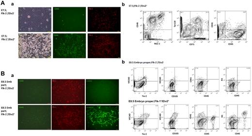 Figure 2. Hemato- endothelial potential in Etv2+/Flt-1+. Flk-1+/Etv2− or Flk-1+/Etv2+ cells from Etv2-Venus+/− embryos (E7.5 embryo; 500 cells/35-mm well, E8.5 embryo proper; 8000 cells/35-mm well) were cultured on OP9 for 10 days with growth factors (erythropoietin, IL-3, G-CSF, SCF, and VEGF). (Aa) HPCs were preferentially observed in E7.5 Flk-1+/Etv2+ population (bottom). Similar cells did not develop from Flk-1+/Etv2− cells (top). CD45+ cells or Flk-1+ plexus-like structures were only observed from Flk-1+/Etv2+ culture. Scale bar indicates 100 μm. (b) Flow cytometric analysis of cells generated from Flk-1+/Etv2− or Flk-1+/Etv2+ embryonic cells. Mac-1+CD45+granulocytes or Ter119+ erythroid cells developed from E7.5 Flk-1+/Etv2+ fraction. Almost no cells were seen in the same FSC/SSC area containing HPCs from Flk-1+/Etv2− cells cultured in the same condition. (Ba) Flk-1+/Etv2− or Flk-1+/Etv2+ cells from E8.5 intra-embryo parts also showed similar results. After 10 days of culture, CD45+HPCs or Flk-1+/ICAM2+ ECs were seen from Flk-1+/Etv2+ cells (bottom), whereas few or no similar cells developed from Flk-1+/Etv2− (top). Scale bar indicates 100 μm. (b) ECs developed more efficiently from E8.5 embryo proper Flk-1+/Etv2+ cells than from Flk-1+/Etv2− cells. CD45+c-Kit+cells were seen only from E8.5 embryo proper Flk-1+/Etv2+ population.