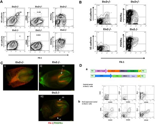 Figure 3. Etv2 is dispensable for the generation of Flk-1+ mesoderm but is required for the generation of HPCs/ECs. (A) Etv2+/− cells differentiated on OP9 could generate 1.88% VE-cadherin+ or 0.148% CD41+ cells (top). Etv2−/− ESCs generated Flk-1+ cells but failed to differentiate into VE-cadherin+ (0%) nor CD41+ cells (0.0025%) (bottom). Flk-1+ cells from Etv2−/− ESCs were arrested as PDGFRα+ cells. Etv2+/− Flk-1+ cells could down-regulate PDGFRα. (B) In contrast to Etv2+/− (top), E8.5 Etv2−/− cells (bottom) failed to generate Flk-1+VE-cadherin+ cells (leftpanels). Most of the Flk-1+ cells remained as PDGFRα+ in Etv2−/− embryos, failing to become Flk-1 single-positive cells (right). (C) Double immunostaining of Etv2+/− (i) and Etv−/− (ii) E7.75 mouse embryos by anti-Flk-1 (red) and anti-PDGFRα (green) Abs (iii). In the Etv2−/− embryos, Flk-1 staining in extra-embryonic mesoderm was missing, whereas Flk-1+ cells in the cardiac crescent (cc) and allantois (al) were still present. Scale bar indicates 100 μm. (D) Rescue of Etv2−/− cells by reexpression of Etv2 transgene. (a) Diagrams of Etv2 transgene constructs. PB-based tTA and Tet-inducible promoter-driven transgene vectors were transfected into Etv2-null ESCs with transgene expression monitored by CD90.1 staining. (b) HPCs (CD41+ and CD45+) and ECs (VECAD+ and Flk-1+) were generated in Etv2-rescued Etv2−/− cells (bottom), whereas none were generated in cells transfected with empty vector (top).