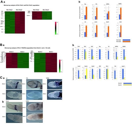 Figure 4. Genes regulated by Etv2. (A) Gene-expression profiling of Flk-1+Etv2+ and Flk-1+Etv2– populations generated from differentiated of Etv2-Venus+/− ESCs for 5 days on OP9. Flk-1+Etv2+ or Flk-1+Etv2− cells were analyzed by (a) microarray and (b) Q-PCR. Genes important for EC and HPC differentiation were preferentially expressed in Etv2+ Flk-1+ cells. Genes that showed significant changes between Flk-1+Etv2+ and Flk-1+Etv2− populations are listed in supplemental Table 1. (B) (a) Gene-expression analysis of Flk-1+ PDGFRα+ cells derived from Etv2+/− and −/− ESCs. After 5 days of differentiation, Flk-1+PDGFRα+cells were subjected to microarray analysis. Genes that showed significant changes between Etv2+/− and −/− populations are listed in supplemental Table 2. (b) Expression levels of key EC and HPC genes were analyzed by Q-PCR in Etv2+/−and Etv2−/− populations. Genes important for EC and HPC development were down-regulated in Etv2−/− cells. In Q-PCR experiments (Ab and Bb) PCR reactions were performed in triplicate. Data for each gene was normalized by GAPDH and are shown as the -fold change compared with Flk-1+Etv2− (Ab) or Etv2+/− (Bb) populations. (C) Expressions of Scl, Fli1, GATA2 (a), Runx, and GATA1 (b) in E7.5 Etv2+/− or Etv2−/−embryos. Scl, Fli1, and Runx: in situ hybridization; GATA1: immunostaining. Unlike expression analysis in ESC-derived Flk-1+ cells, Runx1 was undetectable in Etv2−/− embryos. GATA1 and GATA2 were down-regulated but detectable in differentiated Etv2 −/− cells but totally undetectable in Etv2−/− embryos. Scale bar indicates 300 μm.