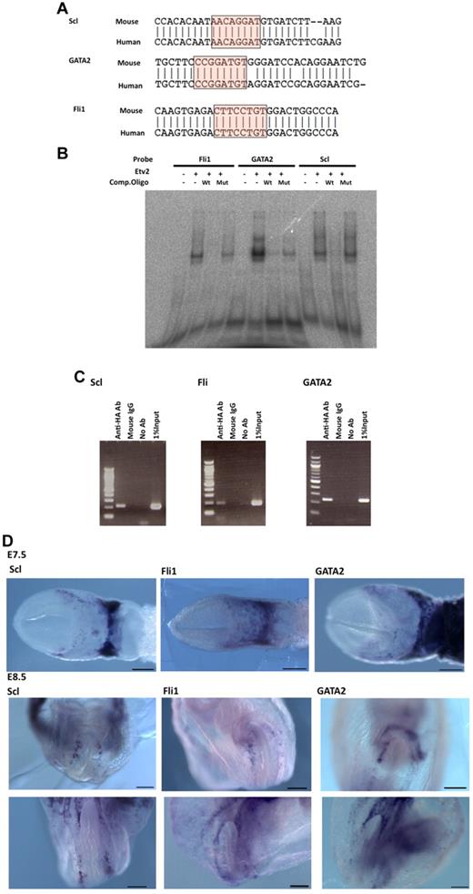 Figure 5. Scl, Fli1, and GATA2 are downstream targets of Etv2. (A) Alignment of candidate binding sequences containing the Ets binding motif. Putative Ets- or Fox;Ets-binding sequences from human and mouse genomes of Scl, Fli1, and GATA2 were aligned. (B) EMSA showing binding of in vitro–translated Etv2 to oligonucleotide probes containing the Ets-binding sites shown in Figure 6A for Scl, Fli1, and GATA2. Binding was competed by excess wild-type but not by Ets motif–mutated probes. (C) ChIP analysis demonstrating the binding of Etv2 to target sequences. F2 ECs were transfected with HA-tagged Etv2 expression vector and subjected to ChIP analysis. Primer set for each analysis was for Scl;Scl-1_F2/R2, Fli1;Fli1F11/R11, and GATA2;GATA2-F3/R3. (D) Expressions of Scl, GATA2, and Fli1 at E7.5 and E8.5 in mouse embryos. Expressions of Scl, GATA2, and Fli1 were examined by in situ hybridization. These 3 genes are expressed in the extra-embryonic mesoderm of E7.5 (top) and along the dorsal aorta of E8.5 embryos (middle and bottom). Scale bar indicates 200 μm.