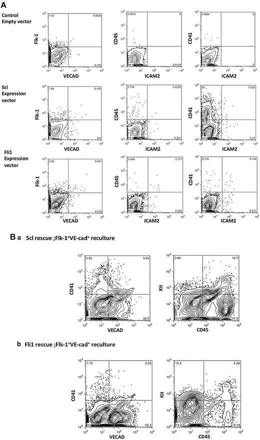 Figure 6. Scl or Fli rescues EC and HPC development in Etv2-null cells. (A) Expression of Scl or Fli1 alone could restore EC and HPC development in Etv2-null cells. Scl or Fli1 was introduced into Etv2-null ESCs using a Tet-inducible system. Cells differentiated on OP9 were analyzed by flow cytometry after 10 days. CD41+CD45+or VECAD+ cells developed but with lower efficiency compared with Etv2-rescued cells (except CD41+ cells in Scl rescue). (B) VECAD+ cells were sorted from Scl- or Fli1-rescued Etv2−/− differentiated cells and recultured on OP9 for an additional 8 days in the presence of HPC growth factors. This reculture generated a significant number of VECAD+ or CD45+ cells from both Scl- (a) and Fli1 (b)–rescued Etv2-null cells.
