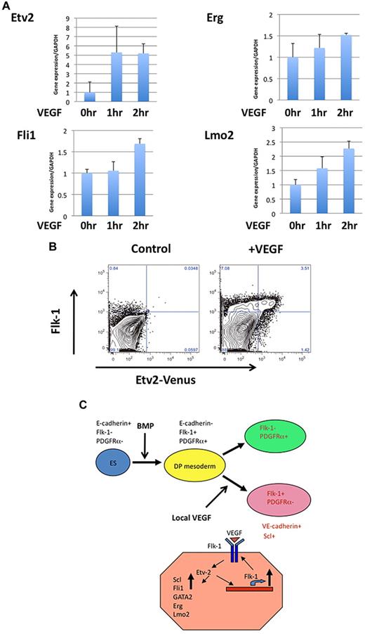 Figure 7. Etv2 is an immediate-response gene in VEGF-treated Flk-1+ mesoderm. (A) ESC-derived Flk-1+ cells maintained in serum-free medium were treated with VEGF (20 ng/mL) for the indicated periods of time. Gene expressions were quantified by Q-PCR. (B) VEGF(20 ng/mL) treatment for 24 hours significantly increased the Etv2+ cells in differentiating ESCs. In addition to an increase in Flk-1+ cell numbers, the number of Etv2+ cells among Flk-1+ cells was also increased. (C) Mesoderm differentiation and role of Etv2 in promoting VSP formation. Primitive mesoderm generated as the Flk-1+PDGFRα+ DP-PM population diverges into Flk-1+ PDGFRα− VSP and Flk-1− PDGFRα+ PSP. Etv2 is required for the progression of DP-PM into VSP. VEGF-Flk-1 signaling promotes VSP induction by up-regulating Etv2 expression. Etv2 triggers VSP induction and subsequent EC and HPC generation by inducing a series of hemato-endothelial genes, Scl, GATA2, Fli1, Lmo2, and Erg.