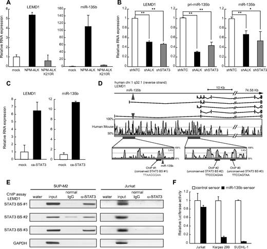 Figure 2. Identification of NPM-ALK-STAT3-miR-135b axis in ALCL. (A) Induction of LEMD1/miR-135b by NPM-ALK. Jurkat cells were transduced with lentivirus carrying NPM-ALK or kinase-dead NPM-ALK (K210R) and subjected to qRT-PCR analysis. (B) NPM-ALK/STAT3–dependent up-regulation of LEMD1/miR-135b in ALCL. Effects of shRNAs against NPM-ALK and STAT3 were evaluated in SUDHL-1 cells (*P < .05; **P < .01). (C) Up-regulation of LEMD1/miR-135b by ca-STAT3. Jurkat cells were transduced with lentivirus carrying mouse ca-STAT3 and subjected to qRT-PCR analysis. (D) STAT3 binding sites in LEMD1 genomic region. Top panel indicates schematic genomic organization of human LEMD1 gene and miR-135b. Sequence conservation between human and mouse is represented as the percentage of conservation in the Vista analysis shown in the middle panel. We analyzed putative STAT3-binding sites within the conserved region in ChIP analysis, and we found that STAT3 bound to 3 sites in the bottom panel, as shown in panel E. Number 1 site (TTAAGGGAA) is conserved between human and mouse. (E) Binding of STAT3 to LEMD1 genomic regions analyzed by ChIP analysis in SUP-M2 (left) and Jurkat (right) cells. Total chromatin before immunoprecipitation was used as positive control for PCR. Jurkat cells were used as negative control. (F) Enhanced miR-135b activity in ALCL. Cells were transfected with miRNA sensor vectors and applied to luciferase assay. Reflecting high miR-135b expression, luciferase expression levels from miR-135b sensor vector were remarkably lower than those from control sensor vector in ALCL cells but not in Jurkat cells.