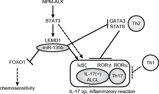Figure 7. Summary of roles of miR-135b in ALCL pathogenesis. The present study demonstrates that NPM-ALK induces LEMD1 and miR-135b expression through STAT3 in ALCL and that miR-135b targets FOXO1 and two versatile Th2 regulators, GATA3, and STAT6, rendering the IL-17–producing immunophenotype to ALCL.