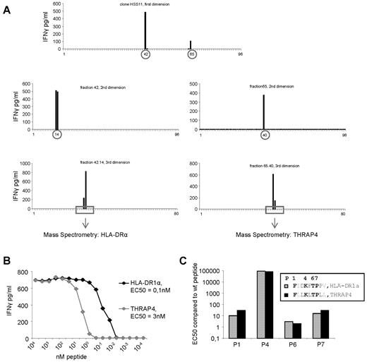 Figure 4. Identification of the peptides recognized by allo-HLA–reactive T-cell clone HSS11. (A) Clone HSS11 recognized 2 fractions after the first HPLC fractionation of peptides eluted from HLA-A2 derived from EBV-LCLs. These 2 recognized fractions were subjected to a second and a third fractionation. The peptide masses present in the fractions recognized by clone HSS11 after the third fractionation as well as in the adjacent not recognized fractions were determined by MS. Sequence analysis by tandem MS was performed on those peptide masses that correlated with the recognition pattern of the T-cell clone. (B) To determine the affinity of clone HSS11 for the 2 identified peptides derived from HLA-DRA and THRAP4, the clone was stimulated with T2 cells loaded with titrated concentrations of the 2 peptides. EC50 represents the peptide concentration needed for half of the maximum IFNγ production by the T-cell clone. (C) To determine whether the 4 amino acids identical between the 2 peptides recognized by clone HSS11, at position P1, P4, P6, and P7, were involved in the TCR interaction, these amino acids were substituted by alanine residues. EC50 of the wt peptides and the modified peptides was determined by stimulating clone HSS11 with T2 cells loaded with titrated concentrations of the different peptides. The EC50 of the modified peptides was divided by the EC50 of the corresponding wt peptide.