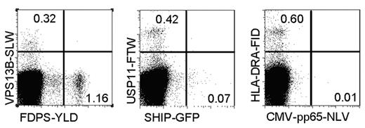 Figure 6. Variable frequencies of the different identified allo-HLA/peptide reactivities. Activated CD8+ donor T cells were sorted from PBMCs at the time of GVHD, expanded nonspecifically, and stained with the different functional tetramers conjugated with either PE or allophycocyanin, in combination with anti-CD8 Alexa 700. As a control, the CMV-pp65-NLV tetramer was included. In the dot plots, the CD8+ T cells are shown, and numbers in the different quadrants represent the percentage tetramer-positive CD8+ T cells.