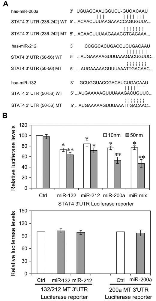 Figure 1. miRNAs directly target sequences in the STAT4 3′UTR. (A) Human STAT4 might be the molecular target of miR-132, miR-212, and miR-200a. This diagram represents a sequence alignment of miR-132, -212, and -200a and their target sites in STAT4 3′UTR, and relative mutated versions. (B) miRNAs reduced luciferase activity in cells transfected with wild-type reporter (WT-3′UTR), but not in cells transfected with mutated-type reporter (132/212 or 200a MT-3′UTR). HEK293T cells were cotransfected with wild (or mutated) type STAT4 3′UTR firefly luciferase reporter plasmids, pTK-Renilla-luciferase plasmids, together with control (ctrl), miR-132, miR-212, miR-200a mimics, or equimolar mixtures of the 3 indicated miRNAs (final concentration as indicated). After 48 hours, firefly luciferase activity was measured and normalized by renilla luciferase activity. Representative data from 3 independent experiments are shown, and each bar indicates the mean value ± SEM (n = 3). *P < .05, **P < .01 versus cells transfected control mimics.