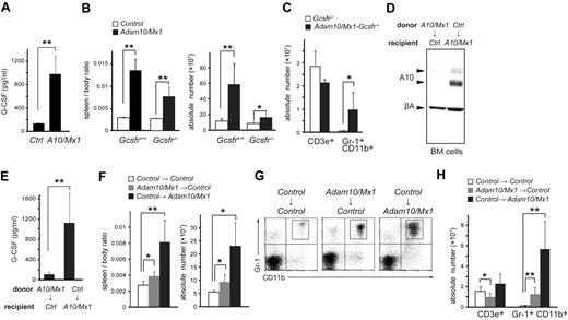 Figure 2. Dimorphic effects of ADAM10 on granulopoiesis. (A) Serum G-CSF levels in control (Ctrl) and Adam10/Mx1 (A10/Mx1) mice evaluated by ELISA. Bars indicate mean ± SD (n = 5). (B) Spleen/body weight ratios and total cell counts in the spleen of control and Adam10/Mx1 mice in either Gcsf+/+ or Gcsfr−/− genetic background. Bars indicate mean ± SD (n = 4). (C) Numbers of CD3e+ cells and Gr-1+ CD11b+ splenocytes in Gcsfr−/− and Adam10/Mx1-Gcsfr−/− mice. Bars indicate mean ± SD (n = 5). (D) Western blot analysis of ADAM10 (A10) and β-actin (βA) in BM cells from control (Ctrl) recipient mice reconstituted with Adam10/Mx1 (A10/Mx1) BM cells and Adam10/Mx1 recipient mice reconstituted with control BM cells. (E) Serum G-CSF levels in control (Ctrl) recipient mice reconstituted with Adam10/Mx1 (A10/Mx1) BM cells and Adam10/Mx1 recipient mice reconstituted with control BM cells. (F) Spleen/body weight ratios and total cell counts in the spleen of control recipient mice reconstituted with control BM cells, control recipient mice reconstituted with Adam10/Mx1 BM cells, and Adam10/Mx1 recipient mice reconstituted with control BM cells. Bars indicate mean ± SD (n = 10). Flow cytometric analysis (G) and total cell counts (H) of Gr-1+ CD11b+ cells and CD3e+ cells in the spleen of control recipient mice reconstituted with control BM cells, control recipient mice reconstituted with Adam10/Mx1 BM cells, and Adam10/Mx1 recipient mice reconstituted with control BM cells. Note that there was also a decrease in a T-cell population (CD3e+ cells) in the spleen of control recipient mice reconstituted with Adam10/Mx1 cells (H), consistent with previous findings that the effect of Notch signaling in T-cell development is cell autonomous.23 Bars indicate mean ± SD (n = 10). The flow cytometric analysis shown here is a representative result of 3 independent experiments. t test: *P < .05, **P < .005.