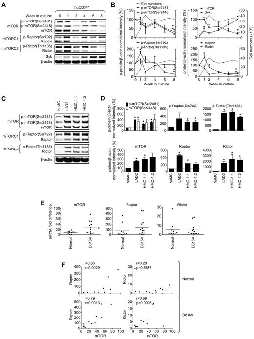 Figure 2. mTORC1 and mTORC2 during development of huMCs from CD34+ progenitors, in neoplastic MC lines, and in cells with D816V-mutated KIT from patients with systemic mastocytosis. (A) Peripheral blood CD34+ progenitors were cultured for 8 weeks. (B) mTORC1 and mTORC2 were then analyzed by immunoblotting and compared with total cell numbers (dashed lines) during the course of 8 weeks. (C-D) mTORC1 and mTORC2 were analyzed in huMCs, LAD2, HMC-1.1, and HMC-1.2 MCs by immunoblotting. (E) Expression of mTOR, raptor, and rictor mRNA in normal cells (healthy volunteers, n = 10) or cells with the KIT D816V mutation (n = 13) of donor's BM mononuclear cell fraction aspirates was analyzed, and differences in mRNA expression of each protein between the group of normal and KIT D816V donors and (F) correlation of mRNA expression of the mTORC components within each group of donors evaluated. In panels B and D, data represent means (cell counts) or means and SEM (phosphorylation and protein levels; n = 3; 3 donors or 3 independent sample preparations). In panel B, differences between phosphorylation or protein expression in 0- and 1-week-old cells, respectively, and 0- and 8-week-old cells are indicated (*P < .05 by t test). In panel D, differences between huMCs and each type of the myeloproliferative MCs are indicated (*P < .05 by t test). In panel E, bars represent mean of values determined in each group and differences between the group of normal and KIT D816V donors are indicated (*P < .05 by t test). In panel F, the correlation was evaluated by Spearman correlation test between normal donors (n = 10) and KIT D816V mutation donors (n = 13).