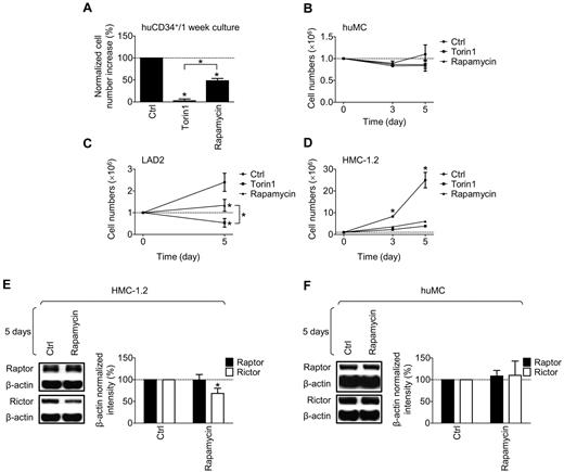 Figure 3. Role of mTORC1 and mTORC2 in the growth of CD34+ cells, mature huMCs, and LAD2 and HMC-1.2 MCs. (A) One-week-old cultures of huCD34+ progenitors were supplemented with vehicle alone (Ctrl), mTORC1/mTORC2 (Torin1, 200nM), or mTORC1 (rapamycin, 200nM) inhibitor, cultured for 72 hours, and the effect of the drugs on cell numbers was evaluated. (B) One million huMCs were incubated as in panel A and the numbers of cells in the cultures were determined and evaluated. (C) One million LAD2 MCs were incubated as in panel A, and the number of cells in the cultures was determined. (D) One million HMC-1.2 MCs were incubated as in panel A, and the number of cells in the cultures was determined. (E-F) HMC-1.2 MCs (E) or huMCs (F) were supplemented with vehicle alone (Ctrl) or rapamycin (200nM), cultured for 5 days, and the effects on raptor and rictor protein levels were evaluated. In panels A through F, the data represent means and SEM (A-B, n = 3, and F, n = 2, where n represents the number of donors; C-D, n = 3, and E, n = 6, where n represents the number of independent sample preparations) and differences among the differentially treated samples (*P < .05; for C-D by 1-way ANOVA and for E-F, by t test) are indicated.