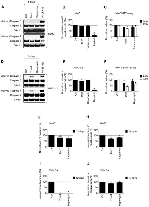Figure 4. Role of mTORC1 and mTORC2 in survival and metabolic activity of mature huMCs and HMC-1.2 MCs. (A) HuMCs were cultured in the presence of vehicle alone, mTORC1/mTORC2 (Torin1, 200nM) or mTORC1 (rapamycin, 200nM) inhibitors and caspases were analyzed by immunoblotting. As a positive control, cell samples from UV-irradiated cells cultured for 8 hours were used. (B) HuMCs were cultured as in panel A for 5 days and cell viability was determined by annexin V assay. As a positive control, imatinib (2μM) was used. (C) HuMCs were cultured as in panel A and metabolic activity of the cells was determined by the MTT assay and evaluated. (D-F) HMC-1.2 MCs were investigated as for huMCs in panels A through C, with the exception that dasatinib treatment in panel E was performed for 3 days. (G-J) HuMCs or HMC-1.2 MCs were cultured as in panel A and the numbers (G and I) and cell viability (H and J) were evaluated. In panels A and D, the blots are representative of 3 donors (A) or 3 independent sample preparations (D). In panels B, C, and E through J, data represent means and SEM (n = 3; 3 donors or 3 independent sample preparations) and differences among the differentially treated samples of each MC type are indicated (*P < .05 by 1-way ANOVA).