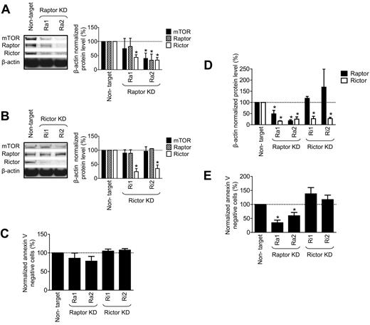Figure 6. mTORC2, but not mTORC1, is dispensable for the survival of huMCs. HuMCs were transfected with luciferase (nontarget) or 2 raptor-targeting shRNA vectors (Ra1 and Ra2; A), or 2 rictor-targeting shRNA vectors (Ri1, Ri2; B), and expression of the mTOR, raptor, and rictor proteins were determined by immunoblotting and evaluated at day 7 after transfection. Cell viability of the transfected cells was determined with the annexin V assay (C). Expression of raptor and rictor (D) and cell viability (E) was determined by, respectively, immunoblotting and annexin V assay at day 10 after transfection. In panels A through E, data represent means and SEM (n = 3; 3 donors) and differences between the cells transfected with control (nontarget) and the targeted shRNAs are indicated (*P < .05 by t test).