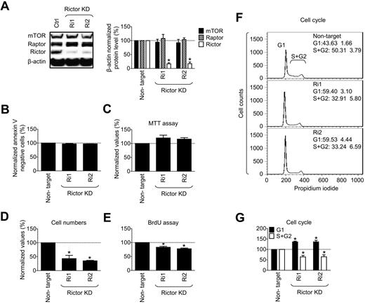 Figure 7. mTORC2 is not essential for survival but is essential for proliferation of myeloproliferative HMC-1.2 MCs. (A) HMC-1.2 MCs were transfected and analyzed at day 7 after transfection as in Figure 6B. At day 7 after transfection, cell viability of the transfected cells was determined by annexin V assay (B), metabolic activity by MTT assay (C), cell expansion by evaluation of cell number increase after the 24 hours (D), cell proliferation by BrdU assay (E), and cell cycle analysis by flow cytometry (F-G). In panels A-G, data represent means and SEM (n = 3; 3 independent transfection), and differences between the cells transfected with control (nontarget) and each of rictor-targeted shRNAs are indicated (*P < .05 by t test).