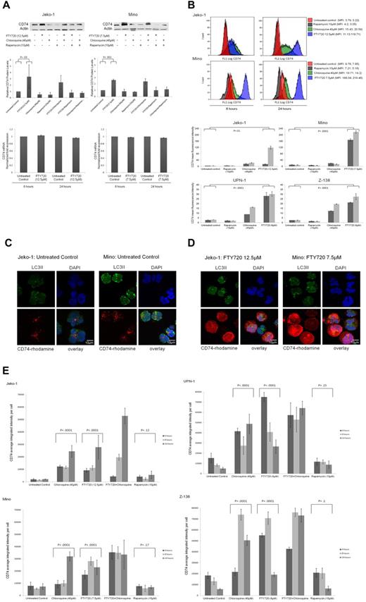 Figure 3. CD74 expression in FTY720-treated MCL cell lines. (A) Jeko-1 and Mino cell lines were treated with FTY720, chloroquine, rapamycin, or combinations at the indicated concentrations, harvested at 24 hours, and immunoblotted for CD74 (top panels). Actin was used as loading control. Representative histograms summarizing 3 independent experiments are also shown (middle panels). Histograms were obtained using densitometry data for CD74 levels in treated samples relative to untreated samples and normalized to the actin control. CD74 mRNA expression in MCL cell lines treated with FTY720 at the indicated concentrations for 8 or 24 hours was measured by real-time RT-PCR (bottom panels). The bar graph shows normalized fold expression of CD74 mRNA relative to untreated controls using GAPDH as an internal control. (B) CD74 MFI of MCL cells treated with FTY720, chloroquine, or rapamycin at the indicated concentrations after 8 and 24 hours. Cells were stained with an anti-CD74 Ab (FITC conjugated) and CD74 MFI was measured by flow cytometry. Flow cytometric data from single experiments are shown in the top panels; representative histograms summarizing the MFI of untreated and treated Jeko-1, Mino, UPN-1, and Z-138 cells are shown in the bottom panels. (C-D) Binding, internalization, and CD74 fluorescence intensity in Jeko-1 and Mino cells were examined by laser-scanning confocal microscopy. MCL cells were incubated with 5 μg/mL of rhodamine-conjugated milatuzumab (red) in the absence (C) or presence (D) of FTY720 at the indicated concentrations for 8 hours at 37°C. MCL cells were also stained with a primary Ab (anti-LC3) and a secondary Ab (Alexa Fluor 488–conjugated, green). DAPI was used for nuclear staining (blue). (E) The amount of total cellular CD74 was determined by confocal microscopy. Jeko-1, Mino, UPN-1, and Z-138 cells were treated with FTY720 at the indicated doses, chloroquine (40μM), rapamycin (10μM), or the combination of FTY720 and chloroquine for 4, 8, and 24 hours. CD74 fluorescence intensity was measured in 4 microscopic fields and integrated intensity was averaged relative to the number of cells per field (approximately 180-220 cells per condition). Representative histograms summarizing CD74 fluorescence intensity are shown. P values were calculated comparing FTY720, chloroquine, and rapamycin treatment with the untreated controls.