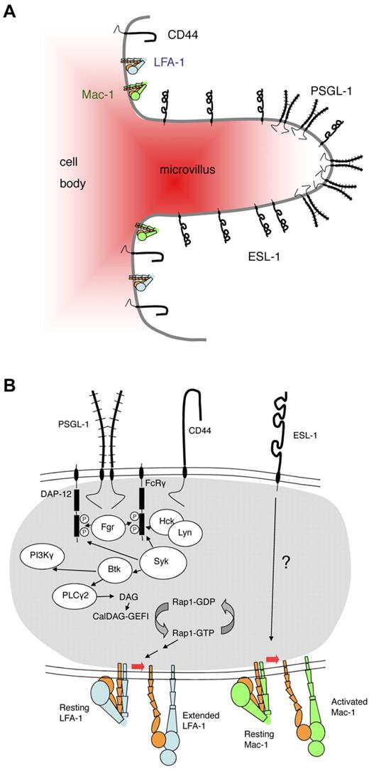 Figure 1. Topography and signaling pathways triggered by selectin ligands in neutrophils. (A) Topography of selectin ligands on neutrophils. Based on biochemical and electron microscopic evidence, PSGL-1 is thought to be concentrated in lipid rafts on the tips of microvilli.13 Electron microscopy places (some of) ESL-1 on microvilli, but not necessarily the tips,69 whereas CD44 is concentrated in the valleys between microvilli.86 LFA-1 and Mac-1 are thought to be mostly on the cell body. (B) Signaling pathways of selectin ligands in neutrophils. Engagement of PSGL-1 by P-selectin or E-selectin or engagement of CD44 by E-selectin induces activation of the SFKs Fgr, Hck, and Lyn.40,82 The activated SFKs phosphorylate the ITAM domains of DAP-12 and FcRγ, enabling them to recruit spleen tyrosine kinase Syk.82 Knocking out Fgr or knocking out both Hck and Lyn blocks this signaling pathway.40,82 Direct physical association between PSGL-1, CD44, and the SFKs has not been demonstrated. Syk activity is needed to activate Bruton tyrosine kinase (Btk), which leads to phospholipase C-γ2 (PLCγ2) activation, providing diacylglycerol (DAG) for the activation of CalDAG-GEFI, an exchange factor for the small G protein Rap-1.84 Rap-1 drives LFA-1 extension through other signaling intermediates (not shown). Engagement of ESL-1 by E-selectin has been shown to activate Mac-1,85 but the signaling pathway is unknown.