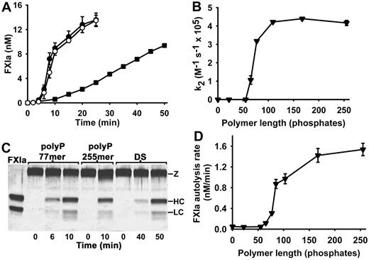 Figure 3. polyP accelerates FXI autoactivation and FXIa autolysis. (A) Progress curves of FXI autoactivation in which 60nM FXI was incubated with 4μM polyP 77mer (○), 4μM polyP 255mer (●), or 2 μg/mL dextran sulfate (■). (B) PolyP polymer length dependence of the enhancement of FXI autoactivation. Second-order rate constants for FXI autoactivation (k2) were determined in reactions containing 30nM FXI and 4μM polyP of the indicated polymer lengths (0 indicates the absence of polyP). (C) SDS-PAGE analyses of FXI autoactivation in the presence of polyP (77mer or 225mer) or DS. Parallel timed samples from the experiment in panel B were resolved on reducing SDS-PAGE and silver stained. The position of FXI (Z) and the FXIa heavy chain (HC) and light chain (LC) are indicated. The lane labeled FXIa contained purified FXIa. (D) PolyP polymer length dependence of the enhancement of FXIa autolysis. Initial rates of loss of FXIa enzymatic activity were quantified in reactions containing 6nM FXIa and polyP preparations of varying polymer lengths, whose concentrations were adjusted to yield 3nM polymer (0 indicates the absence of polyP). Data in panels A, B, and D are mean ± SE (n = 3).
