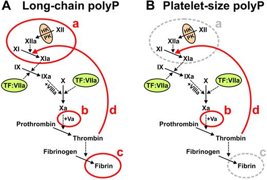 Figure 6. Summary of roles of polyP in blood clotting. (A) Long-chain polyP (hundreds to thousands of phosphate units long) acts at 4 points in the clotting cascade, indicated in red: a, initiates the contact pathway of blood clotting20,21; b, accelerates FV activation20,21; c, enhances fibrin polymerization21,23; and d, accelerates FXI activation by thrombin (this study). (B) Platelet-size polyP (60-100mers) acts most potently at 2 points in the clotting cascade, indicated in red: b, accelerates FV activation21; and d, accelerates FXI activation by thrombin (this study).