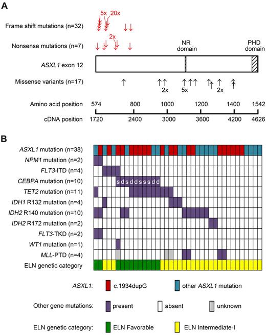 Figure 1. ASXL1 exon 12 mutations in primary CN-AML patients 60 years of age or older. (A) Localization of sequence variations within ASXL1 exon 12 found among 234 older CN-AML patients. Each arrow represents one of the nonsynonymous changes, except for known SNPs, which are not displayed. Top part of the panel: nonsense and frame shift mutations leading to truncation of the protein-coding sequence (indicated by red arrows). All these alterations were considered pathogenic mutations for the analysis of clinical outcomes. One patient had both a nonsense and a frame shift mutation. Bottom part: missense variations that alter single amino acids (indicated by black arrows). Patients who only had such missense variations were excluded from analyses of clinical correlations and outcomes. Known functional domains in ASXL1 exon 12 are designated by the shaded areas. NR indicates the RAR-binding nuclear receptor domain; and PHD, the plant homeodomain. (B) Relationship between ASXL1 mutations and other common gene mutations in 38 older CN-AML patients. Each column represents 1 patient. The topmost row indicates whether a patient had c.1934dupG (red) or another ASXL1 mutation (blue). The following rows represent 10 different types of mutations in 8 different genes that were found together with mutated ASXL1: purple represents the presence of the mutation; white, absence of the mutation; and gray fields, missing data. For CEBPA-mut patients, “s” indicates single and “d” double (biallelic) CEBPA mutations. The bottom row displays the ELN genetic category for each patient27: green represents ELN Favorable; and yellow, ELN Intermediate-I.