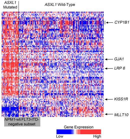 Figure 4. Heat map of the gene-expression signature associated with ASXL1 mutations in older patients with primary CN-AML. Differential gene expression was studied within the subset of NPM1-wt/FLT3-ITD-negative patients, to avoid confounding by those gene mutations. In this subset, a comparison of ASXL1-mut (n = 26) and ASXL1-wt (n = 39) patients identified 92 differentially expressed probe sets. The heat map shows expression levels of these 92 probe sets in all 185 older CN-AML patients with available microarray data. The NPM1-wt/FLT3-ITD-negative subset where the signature was derived is indicated by the gray bar at the bottom of the heat map. Rows represent probe sets; and columns, individual patients. Patients are grouped by ASXL1 mutation status, and genes are ordered by hierarchical cluster analysis. Expression values of the probe sets are represented by color: blue represents expression less than the median value for the given probe set; and red, expression greater than the median value for the given probe set. Arrows identify genes that are discussed in the text, with the vertical bar indicating multiple probe sets representing the same gene (CYP1B1).