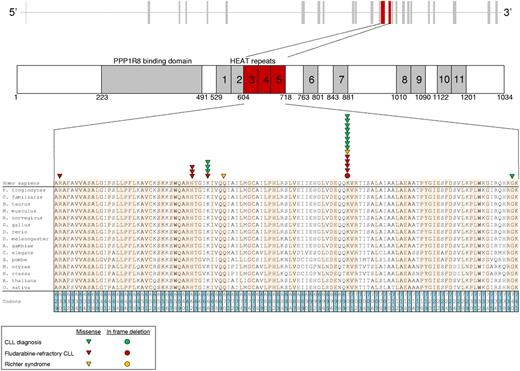 Figure 1. SF3B1 mutations in CLL and RS. Schematic diagram of the human SF3B1 gene (top) and protein (bottom) with its functional domains (PPP1R8 binding domain and HEAT repeats), and multiple alignment of the HEAT3, HEAT4, and HEAT5 amino acid sequences of the human SF3B1 protein with orthologous SF3B1 proteins (n = 15). Amino acids conserved among species are highlighted. Color-coded shapes indicate the position of the mutations found in CLL at diagnosis, in fludarabine-refractory CLL, and in RS.