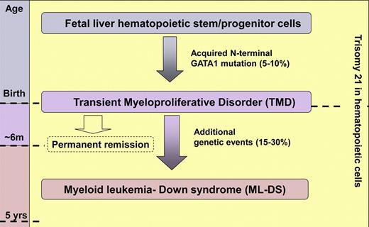 Molecular, biologic, and clinical data, such as the study by Gamis et al,1 indicate that transient myeloproliferative disorder (TMD) and Down syndrome–associated acute myeloid leukemia (ML-DS) are initiated before birth when fetal liver hematopoietic stem and/or progenitor cells trisomic for chromosome 21 acquire GATA1 mutations. TMD usually presents around birth with a spectrum of clinical features from life-threatening hepatic fibrosis to asymptomatic leukocytosis. Although most cases of TMD spontaneously and permanently remit by the age of 6 months, in 15% to 30% of cases additional genetic events lead to further expansion of the trisomic GATA1-containing clone(s) resulting in ML-DS before the age of 5 years.