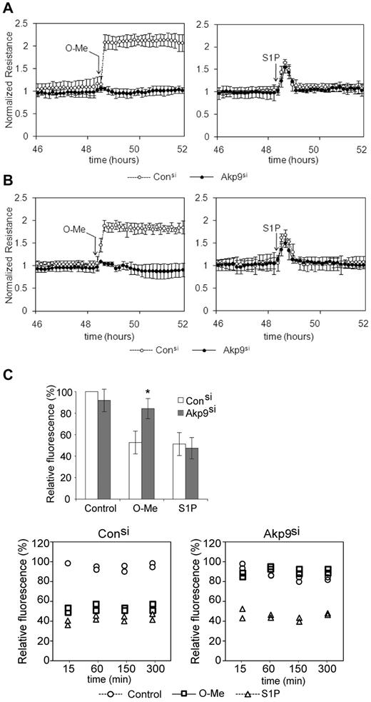 Figure 3. AKAP9-depleted cells display defects in Epac-induced enhancement of barrier properties. (A) TER of AKAP9 (Akp9si) and control (Consi) siRNA-treated HUVEC monolayers at baseline and following the addition of O-Me-cAMP (left panel) or S1P (right panel) at the times indicated by arrows. N = 5 experiments. (B) TER in HDMECs in response to indicated agonists. N = 3 experiments. In panels A and B, TER measurement was normalized to the resistance of the sample at time 0, which was taken 10 minutes following the addition of siRNA duplexes. Data points are average ± SD. TER data points at 45 hours and greater reflect the effects of AKAP9 silencing on resistance. AKAP9 silencing did not significantly affect basal permeability in HUVECs (A) or HDMECs (B). However, AKAP9-silenced cells fail to respond to O-Me-cAMP. (C) Top panel, dextran leakage across control siRNA and AKAP9 siRNA cell monolayers after 15 minutes of treatment with vehicle control, O-Me, or S1P (n = 3). Bottom panels, time course of dextran leakage in control (left) and AKAP9-silenced (right) cells following agonist treatment for the indicated times in minutes. One of 2 representative experiments is shown; the data represent 2 determinations (in duplicate wells) at each time point. Results are reported as a percentage of the value obtained with control siRNA at the 15-minute time point, which was set at 100%. *P < .05.