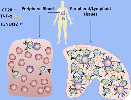 Density-dependent effects of CD28 cosignaling in vivo. In the peripheral blood T-cell compartment, T cells are at low density, and while they express CD28 the receptor is not competent to transmit signals to trigger cytokine release after ligation by “superagonist” TGN1412. In contrast, in secondary lymphoid organs, T cells reside at higher density and CD28 is competent to release large amounts of TNF-α and other cytokines on ligation. A mechanism suggested for this density-dependent effect may be signals transmitted by MHC class I and II to T-cell receptors.