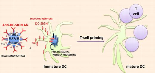 In vivo targeting of DCs with nanodevice containing immunodominant antigens and TLR agonists. Biodegradable poly (lactic-coglycolic) acid (PLGA) nanoparticles (NPs) effectively deliver antigen and TLRLs to DCs and trigger endocytosis through C-type Lectin receptors and accelerate antigen processing and presentation through TLR signaling.