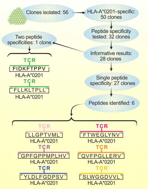 Flow of work by Amir et al.1 Peptide specificities presented in conjunction with HLA-A*0201 were identified for the clone with 2 specificities and for 6 of the clones with a single specificity. Experiments with silencing hairpin RNA sequences that suppressed specific gene expression confirmed that no other peptides were recognized by 4 of the 6 clones with single peptide specificities or by the clone with 2 peptide specificities. Two of the clones that recognized a single peptide were not tested in this type of experiment. Professional illustration by Paulette Dennis.