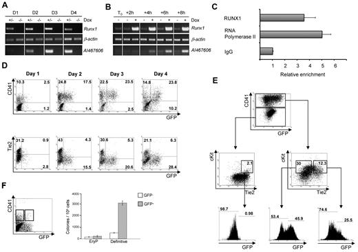 Figure 1. Identification of AI467606 as a novel transcriptional target of RUNX1 and its expression pattern at the onset of hematopoietic development. (A) Semiquantitative reverse-transcription PCR analysis of expression of Runx1 and AI467606 during the course of 4 days of Runx1+/− and Runx1−/− blast development. (B) Semiquantitative reverse-transcription PCR analysis of expression of Runx1 and AI467606 after Runx1 induction in Runx1−/− ES cell. (C) ChIP analysis of day 2 blast colony cells. The precipitated chromatin was analyzed using primers specific for AI467606 promoter. All values are relative to the IgG value. (D-E) FACS analysis of AI467606-GFP, CD41, and Tie2 coexpression in blast colonies from day 1 to day 4. Numbers indicate percentages of respective populations. (F) Number of hematopoietic colonies generated by CD41+GFP− (white boxes) and CD41+GFP+ (gray boxes) cell populations. Definitive colony counts include macrophages, macrophages/erythrocytes, granulocytes-macrophages, and mix granulocyte-macrophage-erythroid colonies. EryP indicates primitive erythrocytes. Mean numbers of colonies from 3 dishes of a representative experiment are shown. Error bars represent SEM (n = 3).