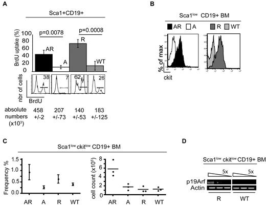 Figure 3. Role of p19Arf in the Rag1-deficient Sca1+CD19+ population. (A) BrdU incorporation is shown both as a percentage of the Sca1+CD19+ population and as a cell count (×103; Sca1+CD19+BrdU+). The FACS histograms show the mean level of BrdU incorporation in percent by the Sca1+CD19+ population (n = 3). (B) The histograms indicate ckit expression gated on the Sca1+CD19+ population in AR, A, R, and WT BM in an immunofluorescence analysis. One of 4 representative experiments is shown here. (C) Frequency (%) and absolute cell numbers (×105) of Sca1lowckitlow CD19+ cells in AR, A, R, and WT BM (P < .037 for AR vs A; n = 4) is indicated. (D) cDNA was synthesized from BM-derived R and WT flow-sorted Sca1lowckitlowCD19+ cells. After 5-fold dilution of the cDNA, RT-PCR assays were used to analyze expression of p19Arf and the control housekeeping gene actin. One of 3 representative experiments is shown here.