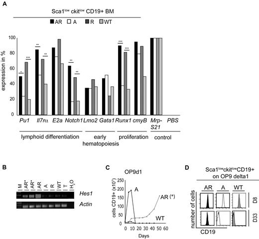 Figure 4. Transcriptional profiles and the role of Notch–Notch-ligand interaction in the AR and R populations. The AR Sca1lowckitlow CD19+ population was flow-sorted from AR, A, R, and WT BM. (A) Between 30 and 40 single cells (60 for R) from the Sca1lowckitlowCD19+ population from AR (■), A (□), R (), and WT () BM were sorted into 96-well plates. Single-cell RT-PCR analysis was performed for the early hematopoietic genes Lmo2 and Gata1, the B-cell lineage genes Pu1, Il7rα, and E2a, the cell-cycle genes Runx1 and c-myB and the gene for the T-cell transcription factor Notch1. The figure illustrates positive gene expression in terms of the percentage of analyzed cells. Mrp-S21 served as an internal control, PBS-loaded wells with no cells served as a negative control and both controls were run for all primer sets. The data shown come from 2 independent cell preparations and RT-PCR experiments. An asterisk (*) indicates a statistically significant difference. (B) RT-PCR of the prototypic Notch1 target gene Hes1, using equal amounts of cDNA in 2 pro-B-cell tumors AR*, in the healthy FACS-sorted Sca1lowckitlowCD19+ AR, A, R, and WT populations and in the thymus of a WT mouse (T). One of 3 experiments (with 2 independent cell preparations) is shown. (C) Sca1lowckitlowCD19+ populations from AR, A, and WT mice were cocultured on an OP-9 stroma cell line expressing murine Notch-ligand delta1 (OPS-9-Delta1) in the presence of mFlT3L and mIL7. Cells were replated every week for > 40 days. Shown is 1 representative experiment of 2. (D) The histograms show the CD19 expression at days 8 (D8) and 33 (D33). One of 3 representative experiments is shown.