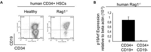 Figure 5. p19ARF expression in the human Rag1−/− CD34+CD19+ population. (A) FACS analysis of a Rag1-deficient patient after CD34+ cell sorting of BM-derived MNCs (1 of 6 representative experiments is shown here). (B) TaqMan analysis of p19ARF expression in the cell-sorted human RAG1−/− CD34+CD19+ and CD34+CD19− population indicated 26-fold higher p19ARF expression in the CD34+CD19+ population than in the CD34+CD19− counterpart. One of 2 independent TaqMan analysis of a patient sample is shown here.