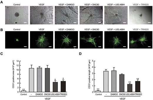 Figure 2. Inhibitory effects of KOR agonists U50,488H and TRK820 on 3D vascular formation from Flk1+ cells. Three-dimensional culture of Flk1+ cell aggregates in type I collagen gel. (A) Phase contrast images after 5 days of culture. Flk1+ cells were stimulated with control, VEGF (50 ng/mL), DAMGO (10μM), SNC80 (10μM), U50,488H (10μM), or TRK820 (10μM) as indicated. Scale bars, 200 μm. (B) In-gel immunostaining for CD31 (green). Scale bars, 200 μm. (C) Quantitative analysis of CD31+ area in 3D vascular formation (except for the aggregate area). Control (n = 3), VEGF alone (50 ng/mL; n = 3), and VEGF plus DAMGO (10μM; n = 3), SNC80 (10μM; n = 3), U50,488H (10μM; n = 3), or TRK820 (10μM; n = 3) are shown (**P < .01, *P < .05 vs control). (D) Quantitative analysis of length in CD31+ sprouting vessels (excluding the aggregate area; **P < .01 vs VEGF).