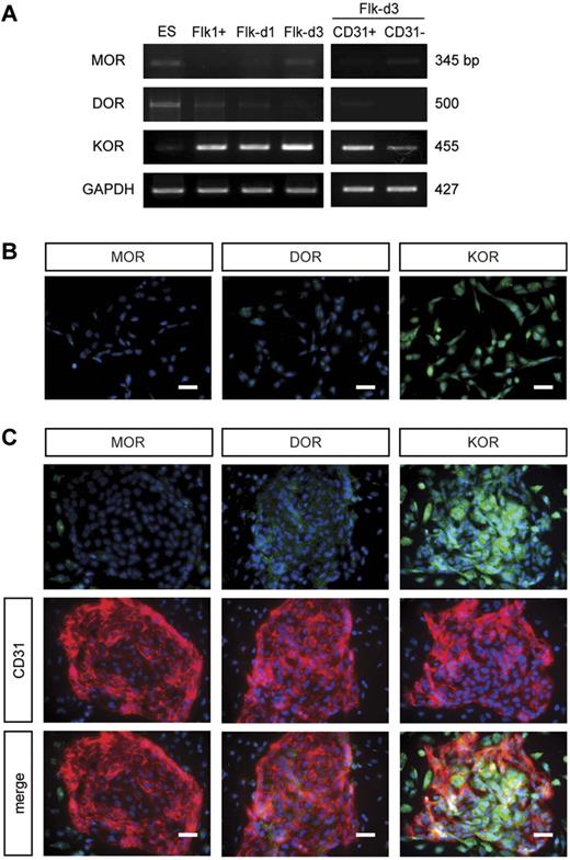 Figure 3. KOR was highly expressed in Flk1+ vascular progenitors. (A) RT-PCR showing mRNA expression of MOR, DOR, and KOR in ES cells, Flk1+ cells, cells after 1 or 3 days of Flk1+ cell culture (Flk-d1 or Flk-d3), CD31-positive cells (ECs) and CD31-negative cells (MCs) at Flk-d3. (B) Fluorescent staining for MOR, DOR, and KOR at Flk-d1. Nuclei are stained with DAPI (blue). Left, MOR; middle, DOR; right, KOR. Scale bars, 100 μm. (C) Double fluorescent staining for MOR, DOR, and KOR with CD31 (red) at Flk-d3. Nuclei are stained with DAPI (blue). Top, opioid (green) receptors (green); middle, CD31 (red); bottom, merged. Scale bars, 100 μm.