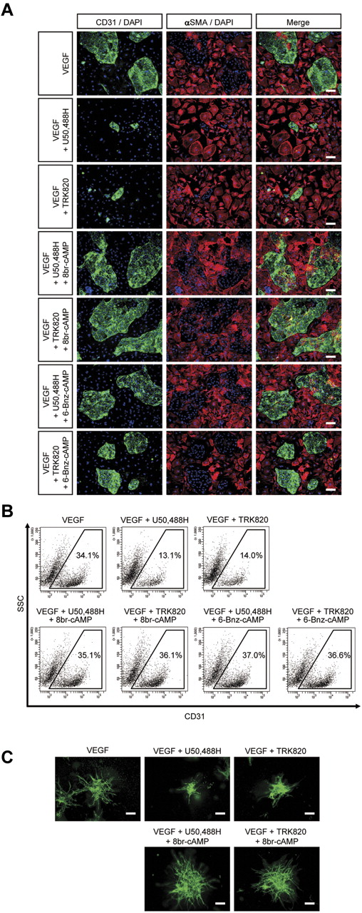 Figure 4. Activation of cAMP/PKA signaling rescues the inhibitory effects of KOR on EC induction from Flk1+ vascular progenitors. (A) Double fluorescent staining for CD31 and αSMA at Flk-d3. Left, CD31 (pan-ECs, green) and DAPI (blue); middle, αSMA (MCs, red) and DAPI (blue); and right, merged. Flk1+ cells stimulated with VEGF (50 ng/mL), U50,488H (10μM), TRK820 (10μM), 8br-cAMP (0.5mM), and 6-Bnz-cAMP (0.1mM) as indicated. Scale bars, 200 μm. (B) Flow cytometry. X-axis: CD31; y-axis: SSC. Percentages of CD31+ ECs among total Flk1+ cell–derived cells are indicated. (C) Three-dimensional culture of Flk1+ cell aggregates in type I collagen gel. In-gel immunostaining for CD31 (green). Scale bars, 200 μm.