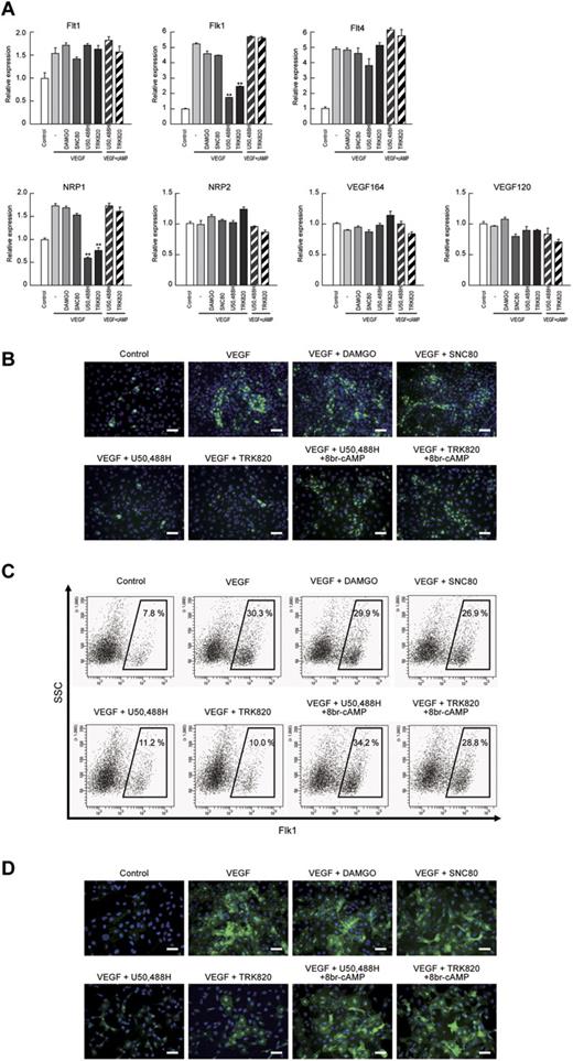Figure 5. VEGF receptors Flk1 and NRP1 were decreased by KOR activation in Flk1+ vascular progenitors. (A) Quantitative RT-PCR showing mRNA expression at Flk-d1. Control mRNA expression was set as 1.0. Flk1+ cells were stimulated with control, VEGF (50 ng/mL), DAMGO (10μM), SNC80 (10μM), U50,488H (10μM), TRK820 (10μM), 8br-cAMP (0.5mM), and 6-Bnz-cAMP (0.1mM) as indicated (**P < .01 vs VEGF). (B) Fluorescent staining for Flk1 (green) at Flk-d1. Nuclei are stained with DAPI (blue). Scale bars, 200 μm. (C) Flow cytometry at Flk-d1. X-axis: Flk1; y-axis: SSC. Percentages of Flk1+ cells among vascular progenitor-derived cells are indicated. (D) Fluorescent staining for NRP1 (green) at Flk-d1. Nuclei are stained with DAPI (blue). Scale bars, 200 μm.