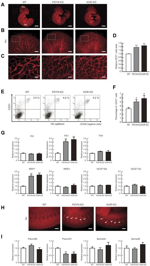 Figure 6. KOR or Dynorphin KO mice show increased vascular formation in brain and intersomitic vessels. (A) Representative results of WT, PDYN KO, and KOR KO mouse embryo at E10.5. Whole-mount CD31 (red) staining. Left, WT mice. Pn, perineural vascular plexus; Isv, intersomitic vessels. Middle, PDYN KO mice. Right, KOR KO mice. Scale bars, 2 mm. (B) High-magnification views of CD31-stained Pn region. Scale bars, 200 μm. (C) Greater magnification views corresponding to boxed regions in panel B. Scale bars, 40 μm. (D) Quantitative evaluation of CD31+ area in Pn. CD31 staining of WT mice was set as 1.0. (n = 3, **P < .01 vs WT). (E) Flow cytometry. X-axis: VE-cadherin; y-axis: CD31. Percentages of CD31+/VE-cadherin+/CD45− ECs in the embryo are indicated. (F) Quantitative evaluation of CD31+/VE−cadherin+/CD45− ECs in the embryo. (n = 3, *P < .05 vs WT). (G) Quantitative RT-PCR showing mRNA expression in purified CD31+/VE-cadherin+/CD45− ECs in the embryo. WT mRNA expression was set as 1.0. (n = 3, **P < .01 vs WT). (H) High-magnification views of CD31-stained Isv region in E10.5 embryo. Ectopic invasion of Isv into somite was observed in both KO mice. Scale bars, 100 μm. (I) Quantitative RT-PCR showing mRNA expression in purified CD31+/VE−cadherin+/CD45− ECs in the embryo. WT mRNA expression was set as 1.0. (n = 3, **P < .01 vs WT).
