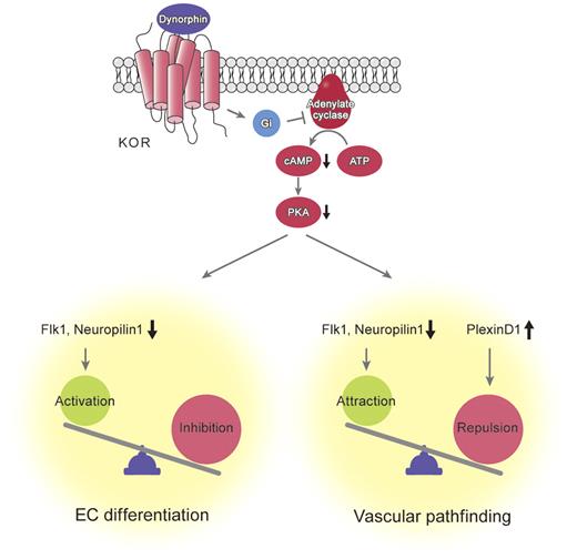 Figure 7. Molecular mechanisms of inhibition of vascular formation and pathfinding by KOR signaling activation. KOR signaling induced by dynorphin activates cAMP/PKA pathway. This pathway reciprocally regulates expression of VEGF receptors, Flk1 and Neuropilin1, and plexinD1 in vascular progenitors. Expression balance of these receptors controls vascular formation and pathfinding during vascular development.