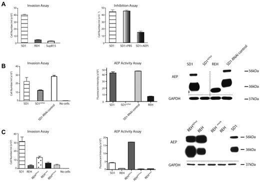Figure 1. AEP partially facilitates cell invasion. (A) SD1 cells demonstrate increased invasion compared with REH and SupB15 (P < .0001; left panel) and invasion is significantly (P < .0001) inhibited by the AEP inhibitor AEPi (100μM; right panel). (B) AEP transcript knockdown (SD1AEPkd) results in a marked decrease in AEP expression (right panel) and activity (middle panel) and a decrease but not complete inhibition of invasion (P = .003; left panel). (C) Expression of AEP in REH (REHAEPwt) results in a marked increase in AEP expression (right panel) and activity (middle panel) but only a modest increase in invasion (P = .01; left panel). All assays were performed in triplicate and the data shown summarize results of 3 separate experiments. For invasion assays, error bars represent SEM. Activity assay results are shown as fluorescent intensity per well ± SEM. AEP precursor (56 kDa) and activity (36 kDa) are detected. Dashed lines denote spliced noncontiguous lines within gels.