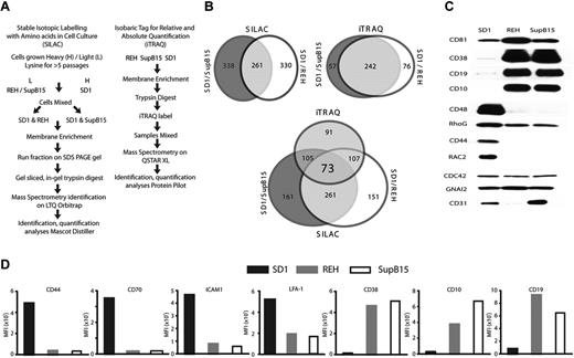 Figure 2. SILAC and iTRAQ datasets identify common proteins differentially expressed on the plasma membrane of SD1 cells. (A) Summary of SILAC and iTRAQ workflows. (B) Proportionate Venn diagrams showing overlap in identification of proteins between SILAC, iTRAQ, and all datasets. (C) Western blot analysis of plasma membrane fractions of proteins identified as differentially expressed in SD1 cells compared with both REH and SupB15 by SILAC and iTRAQ. CD81, CD38, CD19, and CD10 were underexpressed by SD1 in both SILAC and iTRAQ. CD48, RHOG, CD44, and RAC2 were overexpressed by SD1 in both SILAC and iTRAQ, and CD31 was identified to be overexpressed in only the SILAC data. All lanes were loaded with equal amounts of protein. Because these are plasma membrane extracts, traditional loading controls were not available. However, CDC42 and GNAI2 proteins were identified as equally expressed in all 3 cell lines by MS and Western analyses. (D) Flow cytometric analysis confirmed that CD44, CD70, ICAM1, and LFA-1 were overexpressed and CD38, CD10, and CD19 were underexpressed in SD1 compared with REH and SupB15 cells.