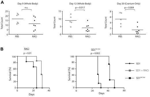 Figure 5. Engraftment, migration to cranium, and overall disease burden after transplantation with SD1 is decreased by the concomitant administration of RACi or microRNA silencing of RAC2 (RAC2kd). (A) Bioluminescence signal intensity measured as photons/cm2/s in mice transplanted with SD1 cells with or without RACi. Horizontal lines denote mean intensity. (B) Survival of mice engrafted with SD1 was significantly improved with the concomitant administration of the RACi (left panel) as was the survival of SD1RAC2kd engrafted mice (right panel).