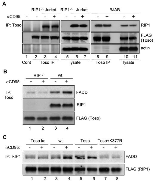 Figure 3. Toso forms a trimolecular complex with RIP1 and FADD. (A) Toso constitutively associates with RIP1. Wild-type (lanes 1, 3, 4, 6, 7), RIP deficient (lanes 2,5) Jurkat cells or wt BJAB cells (lanes 8-11) were transiently transfected with a Toso-FLAG construct. Cell lysates from anti-hCD95 (CH11) treated and untreated cells were immunoprecipitated (IP) using anti-FLAG coupled agarose. The control IP of wt Jurkat cells using mouse Ig coupled agarose is shown in lane 1. Control or Toso immunoprecipitates and corresponding total cell lysates were analyzed by Western blotting for RIP1, FLAG and actin. Representative data from 3 independent experiments are shown. (B) RIP1 is required for the association of Toso with FADD. RIP deficient Jurkat cells (lanes 1-2) or wt Jurkat cells (lanes 3-4) were transfected with Toso-FLAG and stimulated with anti-CD95 (CH11) for 15 minutes or left untreated. Cell lysates were immunoprecipitated with anti-FLAG coupled agarose. Immunoprecipitates were analyzed by Western blotting for RIP1, FLAG or FADD. Data are representative of 3 experiments. (C) Toso and RIP1 ubiquitination promote the interaction of RIP1 with FADD. Jurkat cells stably expressing Toso miRNA (lanes 1-2), wt Jurkat (lanes 3-4), or Toso overexpressing Jurkat cells (lanes 5-8) were transfected with FLAG-RIP1 (lanes 1-6) or FLAG-K377R RIP1 (lanes 7-8). Untreated cells or cells stimulated with anti-CD95 (CH11) for 15 minutes were immunoprecipitated with anti-FLAG coupled agarose. Proteins bound to the RIP1 complexes were immunoblotted with antibodies against FADD (top) or FLAG (bottom). Data are representative of 2 experiments.