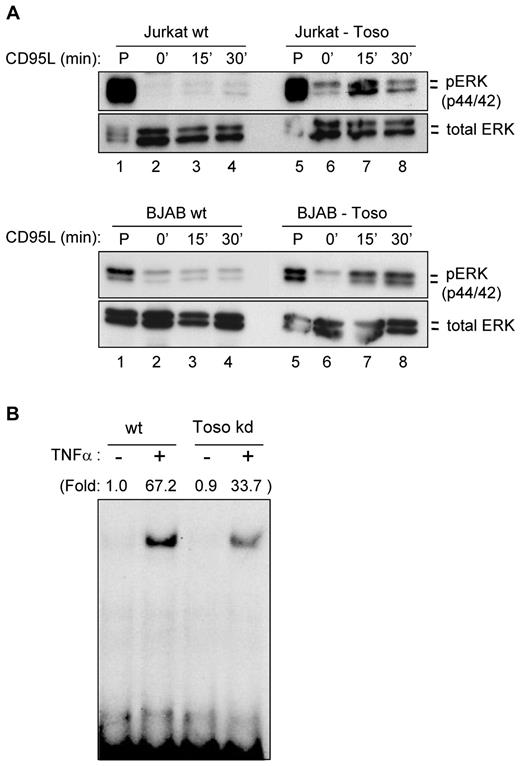 Figure 4. Toso activates survival signaling pathways. (A) Toso activates Erk signaling pathways in response to CD95 stimulation. Jurkat cells (top panel) or BJAB cells (bottom panel) stably expressing Toso or respective wt control cells were stimulated with 100 ng/mL CD95L for the indicated times. Cell lysates were analyzed for Erk1/2 phosphorylation (top) or total Erk1/2 (bottom) expression. Cells were also treated with PMA as a positive control. Data are representative of 3 experiments. Statistical analysis: Student t test (**P < .01). (B) Toso activates NF-κB in response to TNFα stimulation. Toso knock-down Jurkat cells or wt Jurkat cells were stimulated with 10 ng/mL TNFα for 20 minutes. NF-κB binding activity was analyzed by electrophoretic mobility shift assay. Data are representative of 2 experiments.